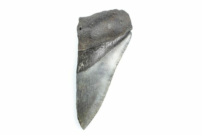 Partial Fossil Megalodon Tooth - Serrated Blade #362529